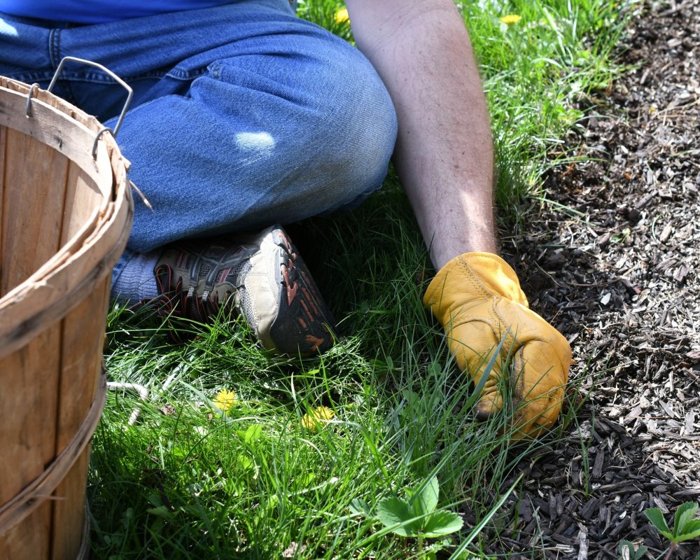 Man doing yard work chores by pulling weeds & grass from along the edge of a mulched flowerbed. Man doing yard work chores by pulling weeds & grass from along the edge of a mulched flowerbed.