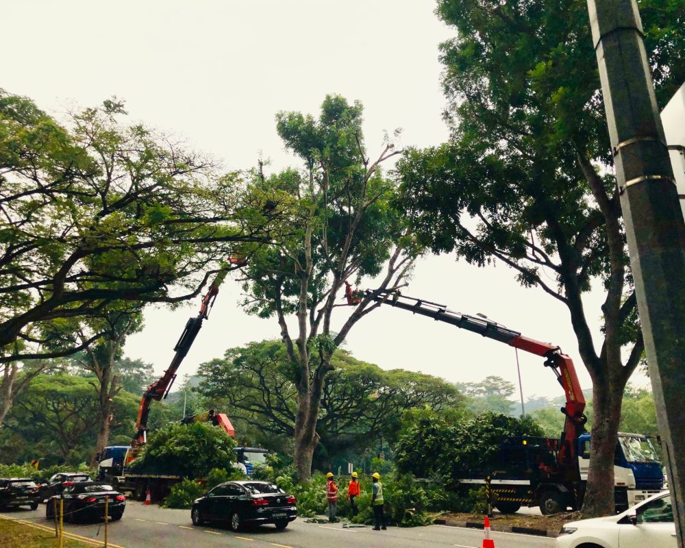 Traffic on the road due to sudden cutting of trees. Traffic on the road due to sudden cutting of trees.